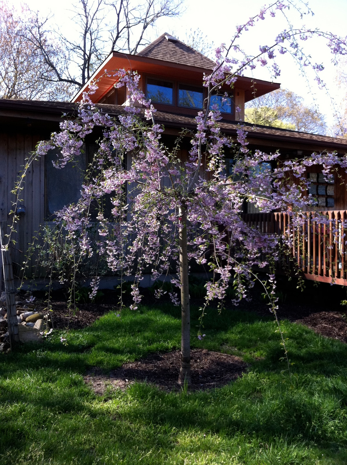 A flowering tree with cascading pink blooms stands in a lush green yard. The vibrant flowers contrast with the wooden exterior of the house in the background, which features large windows and a warm architectural design. The scene is well-lit, conveying a serene outdoor environment.