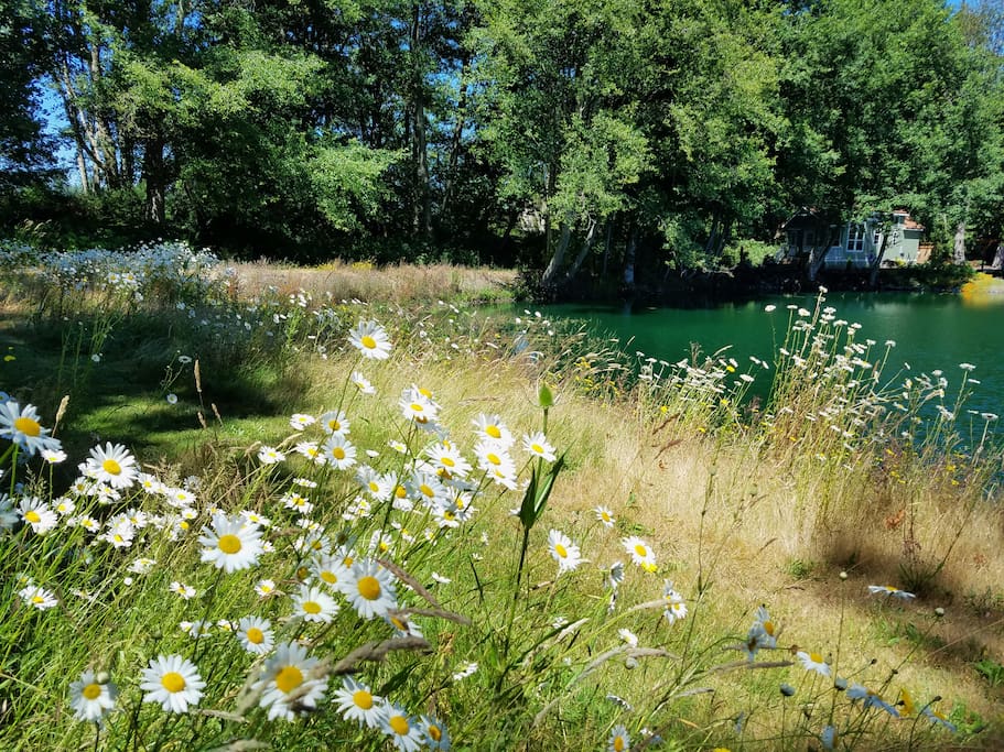 Summer daisies around the pond.