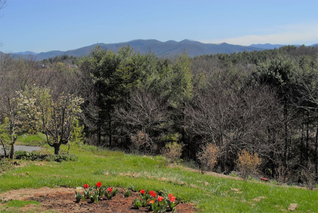 Lovely view of the Mountains on the Blue Ridge Parkway and our flowers of Spring.