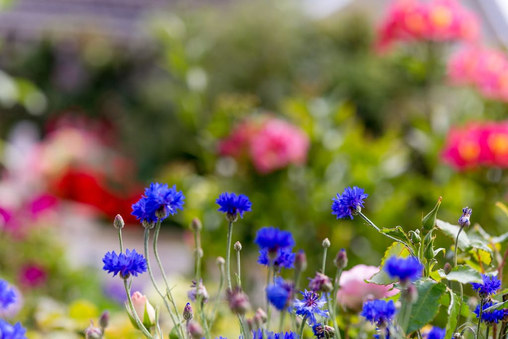 Garden 2