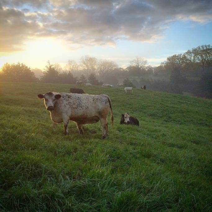 Sweet Face, our favorite cow.