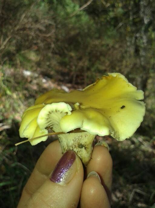 funghi