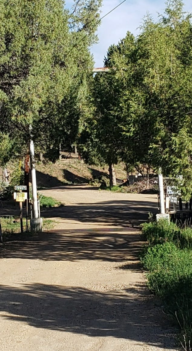 A dirt road is lined by green trees on either side, creating a natural canopy. The path leads further into the ranch area, with a subtle slope visible in the background. Shadows are cast across the road, highlighting the texture of the gravel.