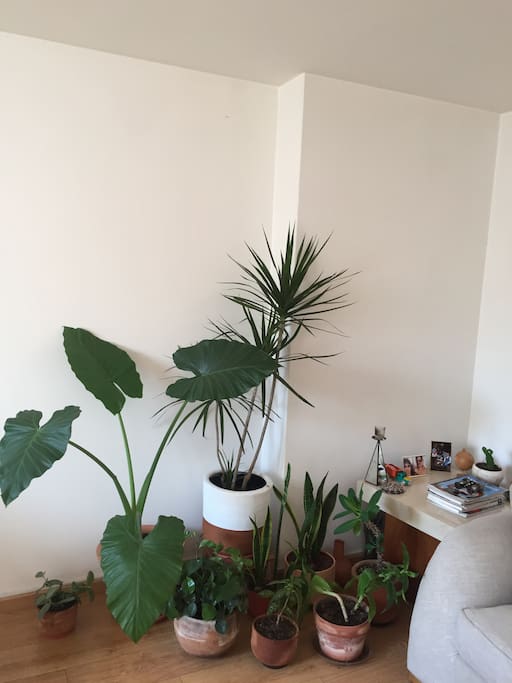 We like plants. The apartment is filled with them ;)