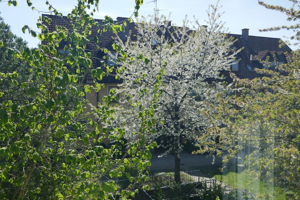 View from "red room" window. Blick aus dem Fenster.