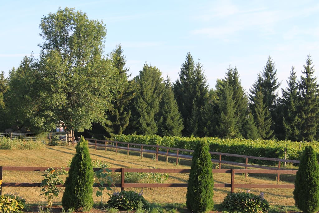 view of the vineyard from the bedroom windows