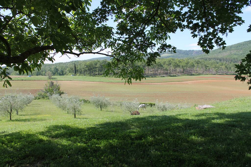 Oliveto