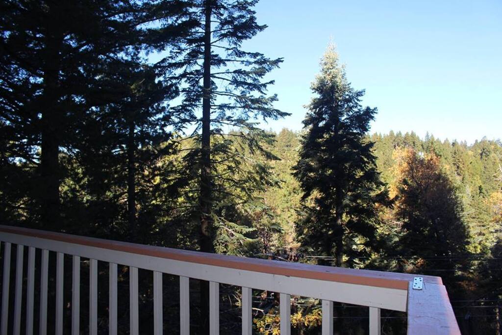 Top Deck View of Forest