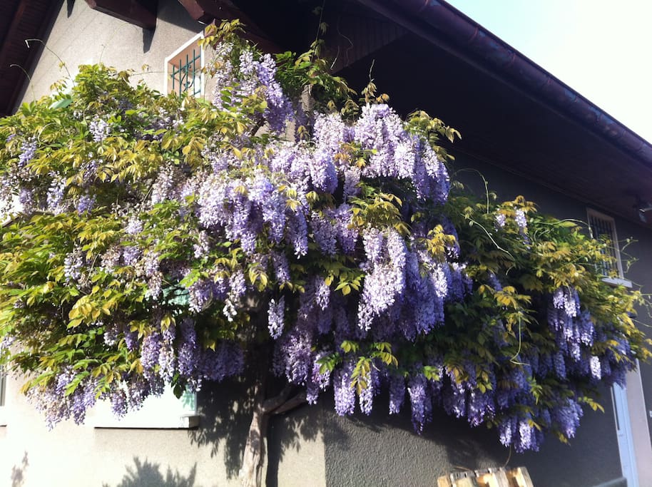 La glycine sous vos fenêtres