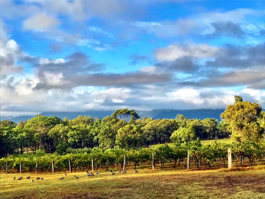 The Brokenback Range