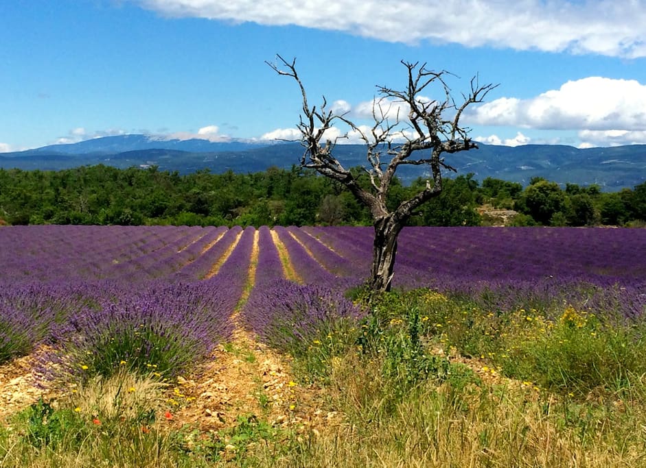 Lavender fields as can be seen from the kitchen and bed rooms