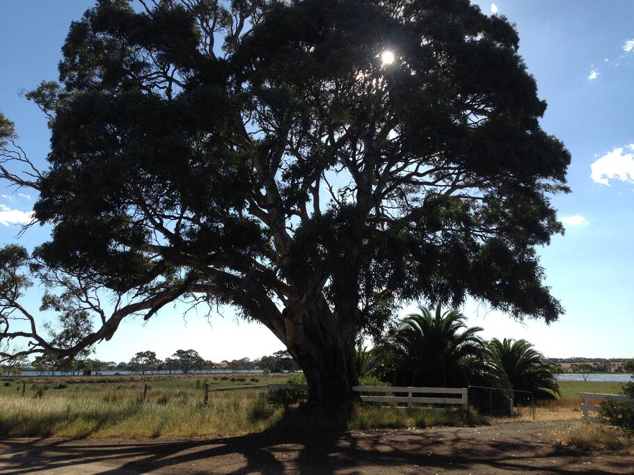 Sanctuary Main Red Gum