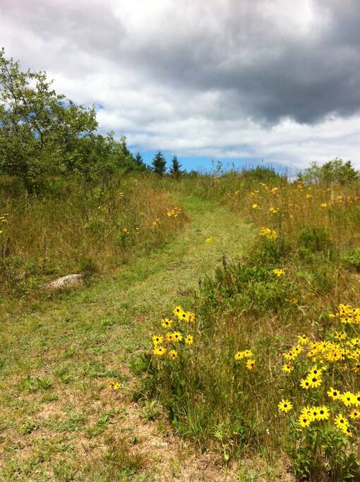back yard meadow