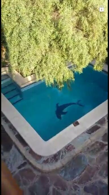 piscina