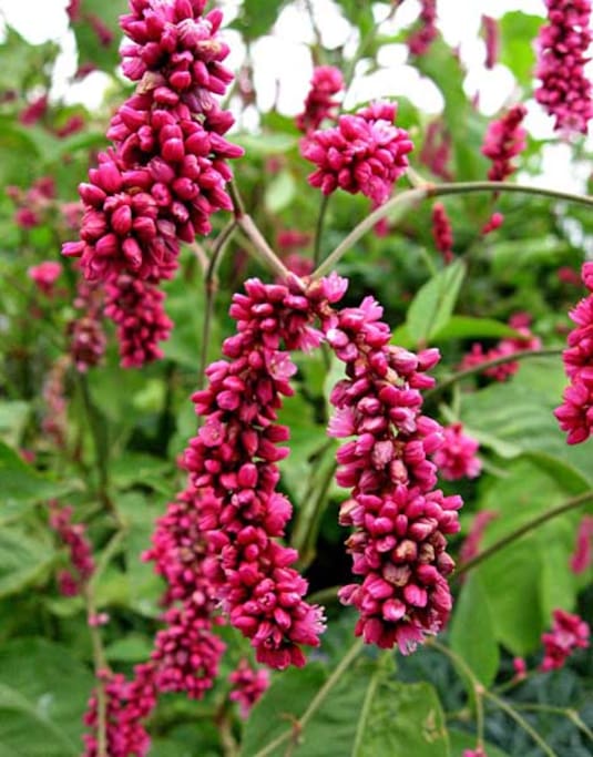 This plant is called 'Kiss me over the garden' - you can call your room this if you choose!