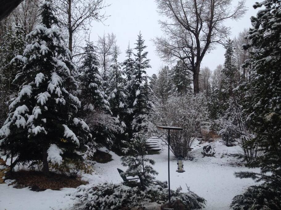 Birds, beavers, moose, pine martens, fox, live nearby
