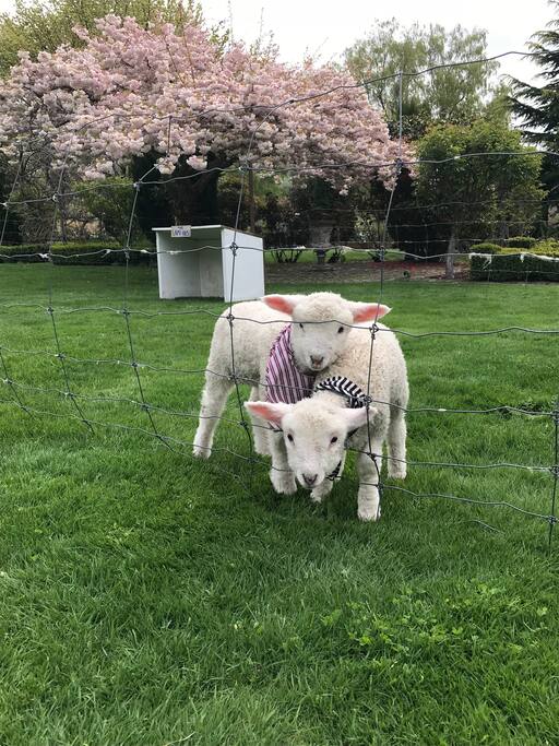 The Turret Pet Lambs - Oct 2018