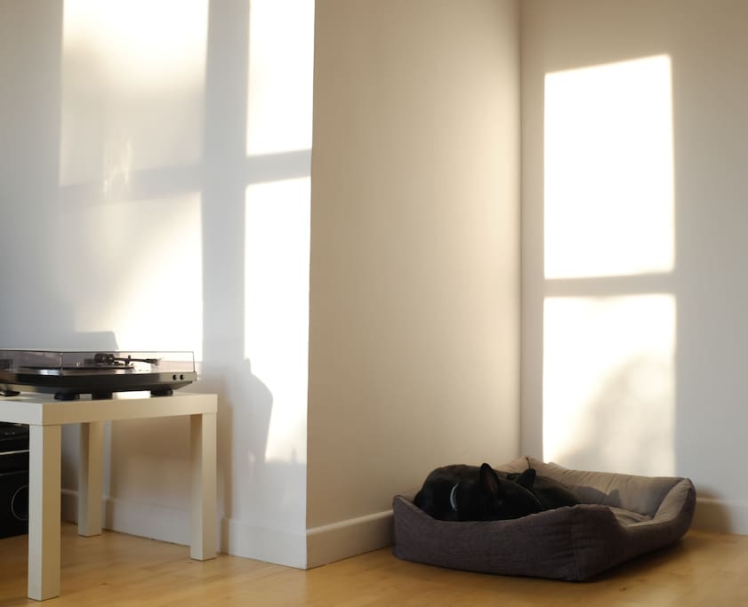 Our friendly dog, having a lazy afternoon nap listening to his favourite vinyl records.