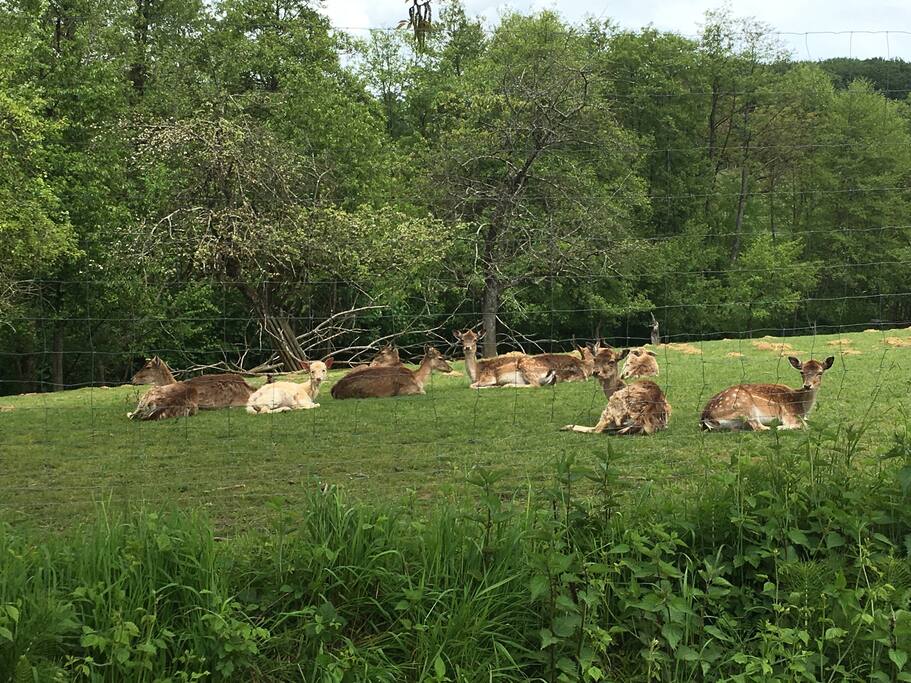 Von der Unterkunft aus ist ein schöner Weg der zum spazieren am Wildtiergehege vorbei einläd.
