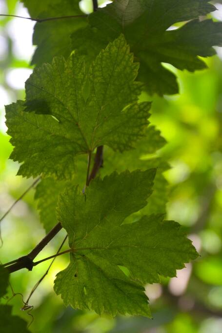Through the Grapevine leaves...