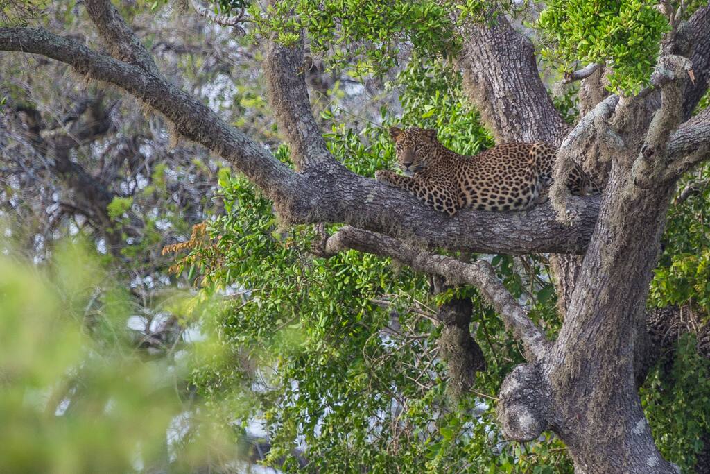 Yala Safari