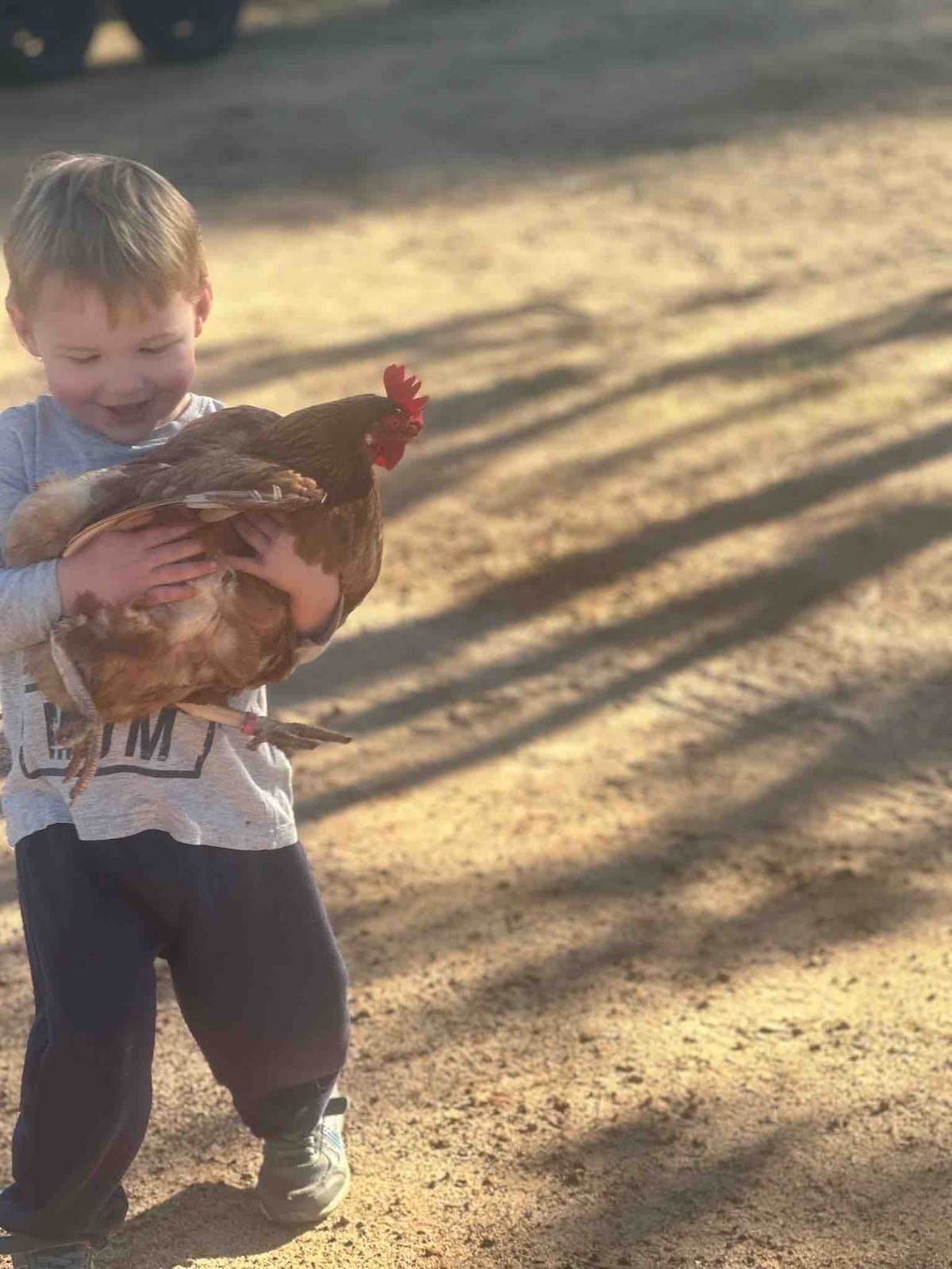 A child is seen holding a hen while standing on a dirt path. The sun casts long shadows from trees, creating a serene atmosphere. The child is dressed in casual clothing, and the hen is cradled gently in their arms.