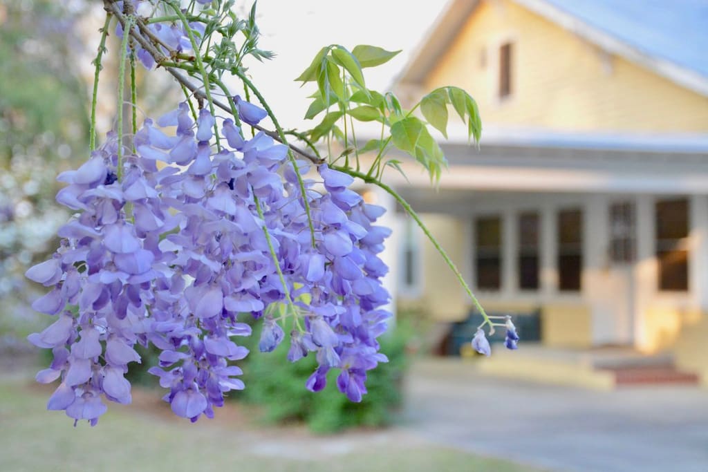 Wisteria in Bloom!
