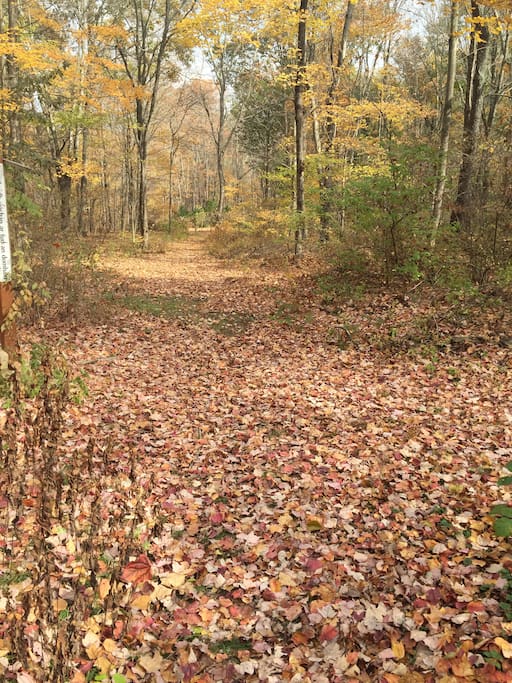 Pathway to the river