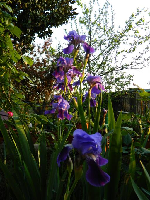 our garden