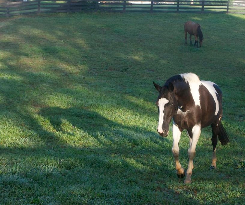 Rodes Farm is surrounded with pastures of horses.