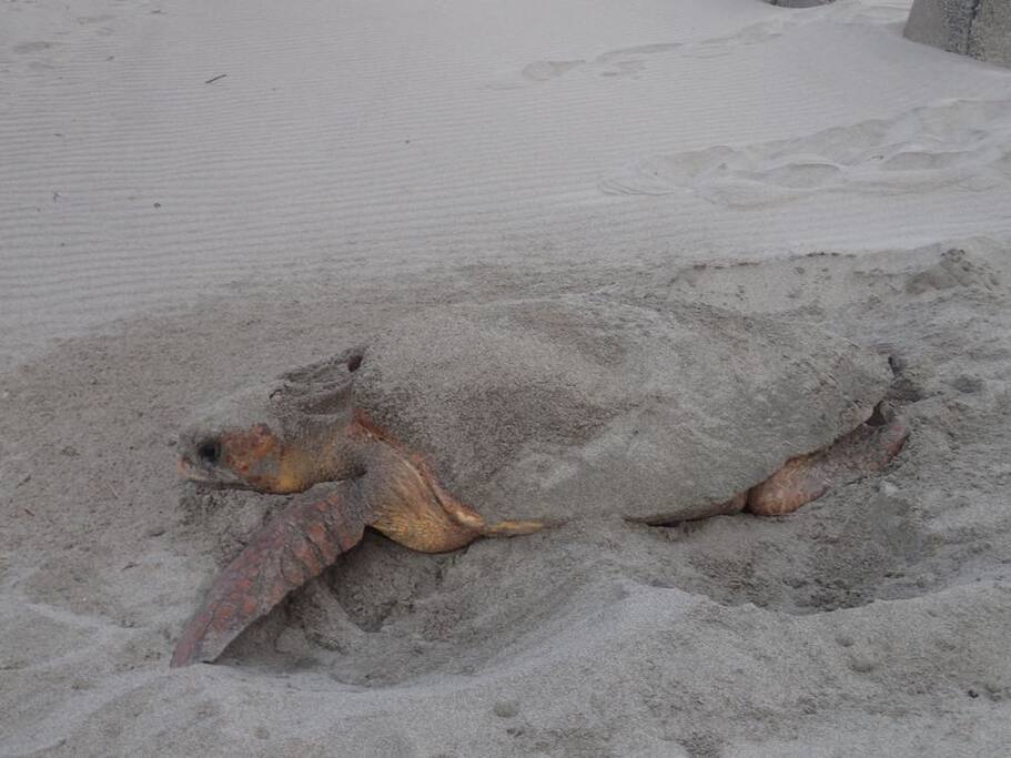 Loggerhead turtle