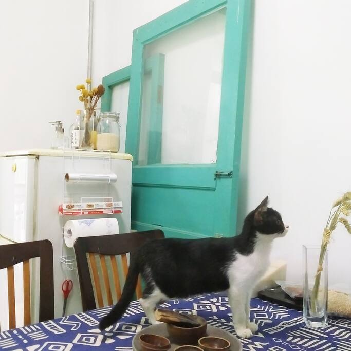 房主救养的猫咪,名字叫酱油。