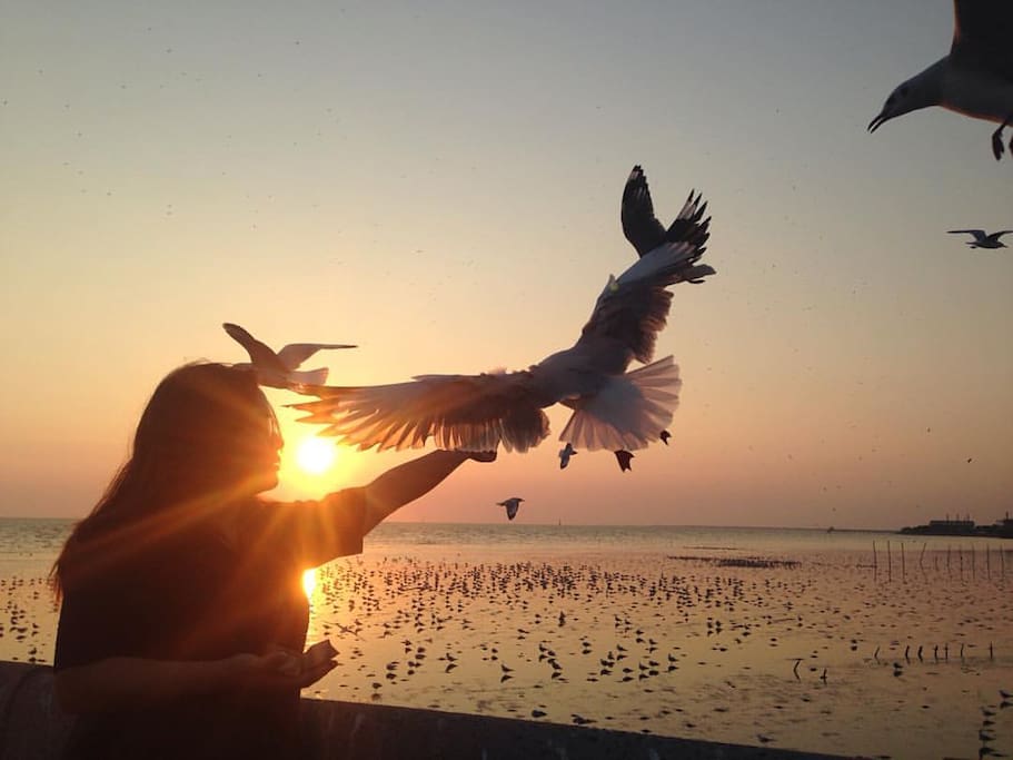 Private Tour to Bangkok's closest sea view and seafood and feed the bird
is available for 600 Baht / 1 person (seafood dinner included)