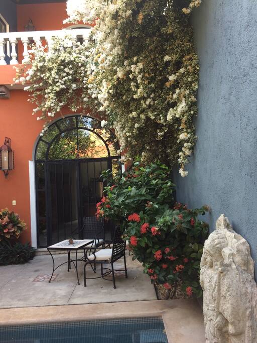 Flowering Bougainvilleas