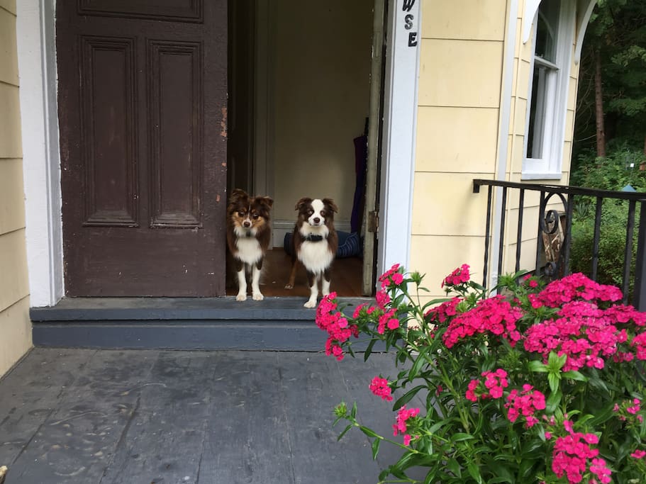 welcoming furry friends