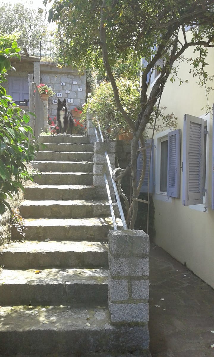"la Ginestra"