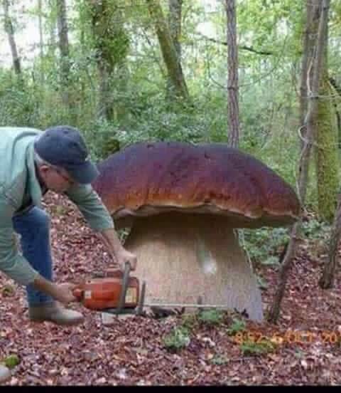 A large mushroom is depicted in a forest setting, exhibiting a broad, brown cap resting atop a thick, light-colored stem. Leaves and twigs cover the ground, and a person, obscured from view, is positioned nearby holding a chainsaw, suggesting an interaction with the mushroom.