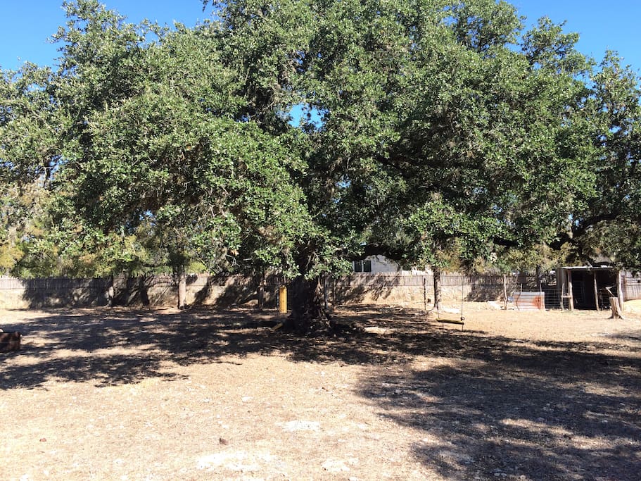 Beautiful Oak Tree