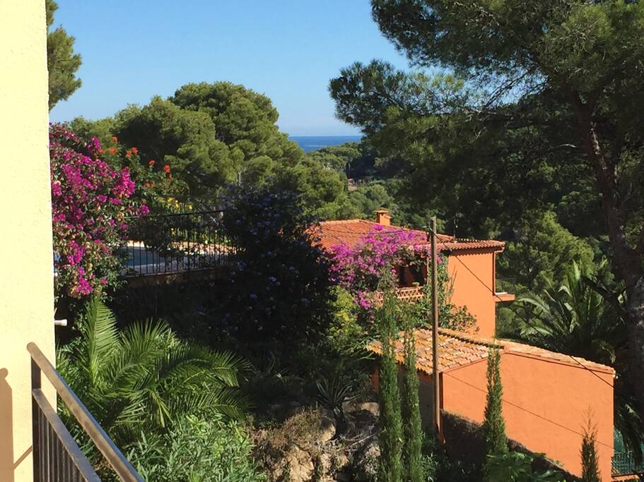 View from Dining Terrace