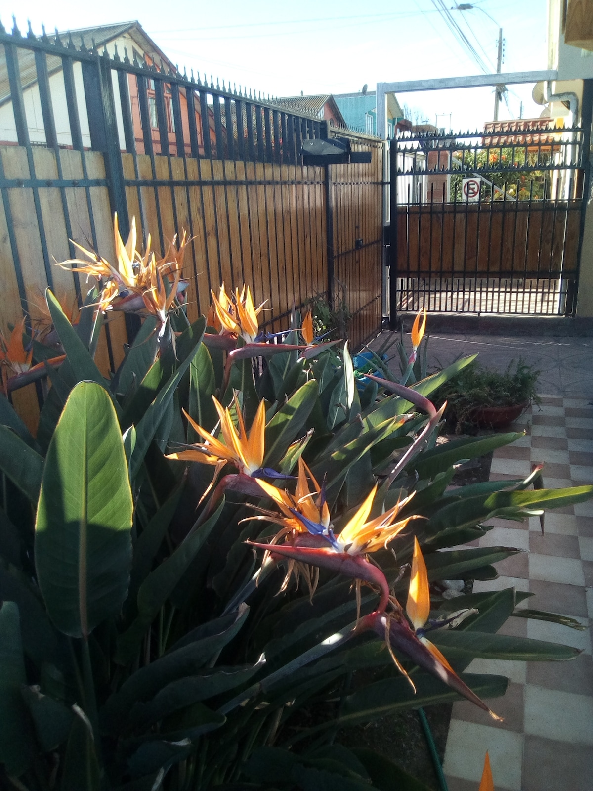 Vibrant bird-of-paradise plants are seen flourishing near a gated entrance, showcasing striking orange and purple flowers. A path of patterned tiles leads towards a wooden fence and gate, which provide access to the property.