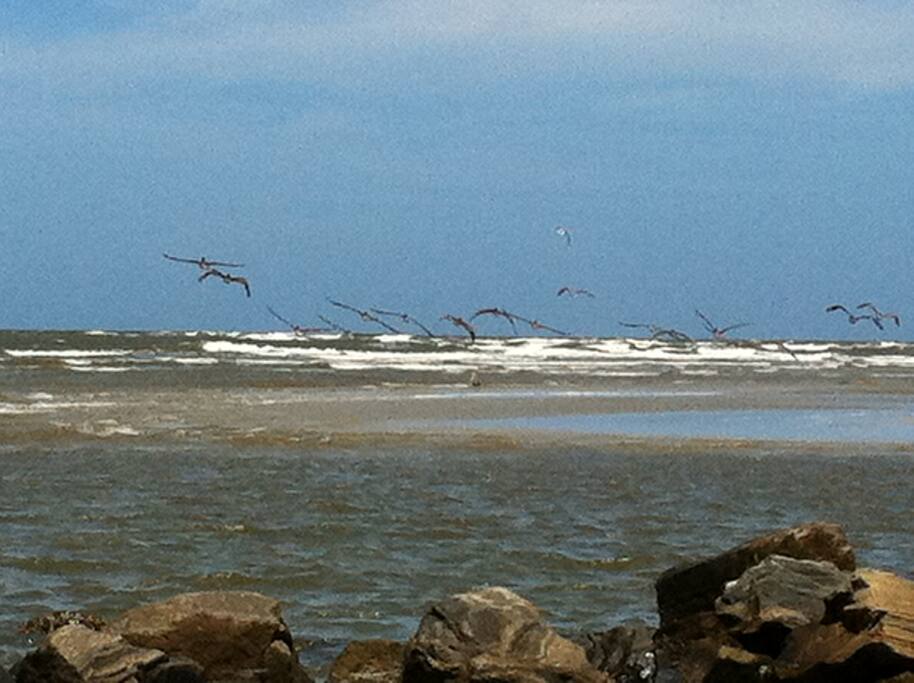 Our birds