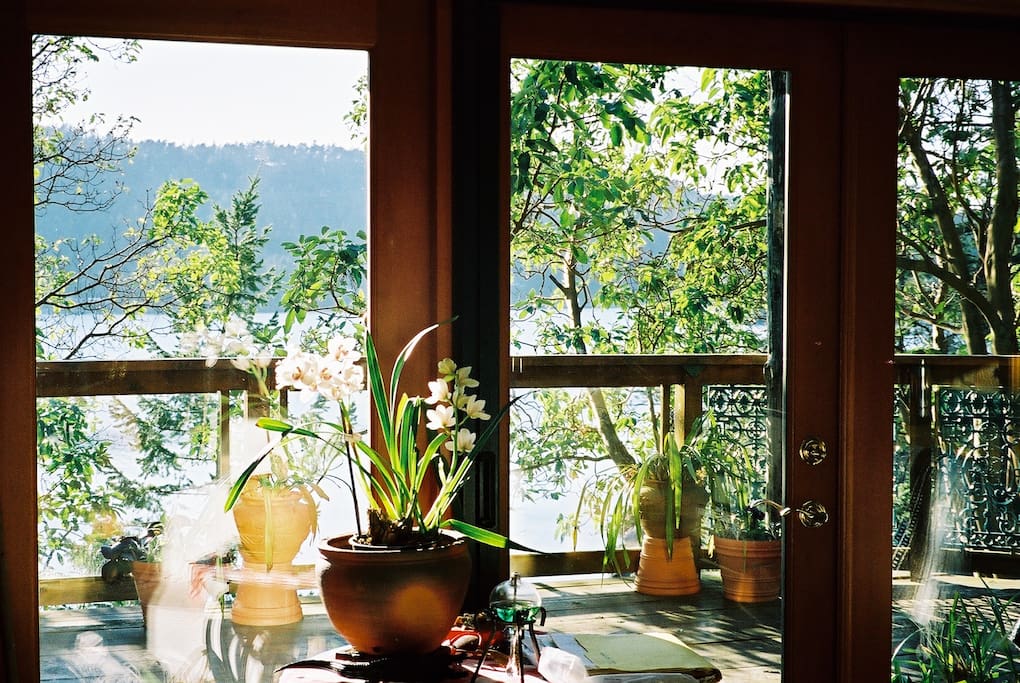 View from inside looking out through the arbutus trees