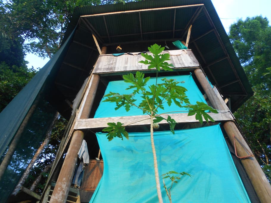 Canopy Tree House...