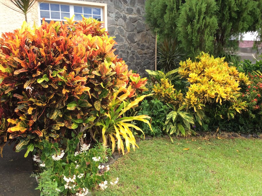Front garden