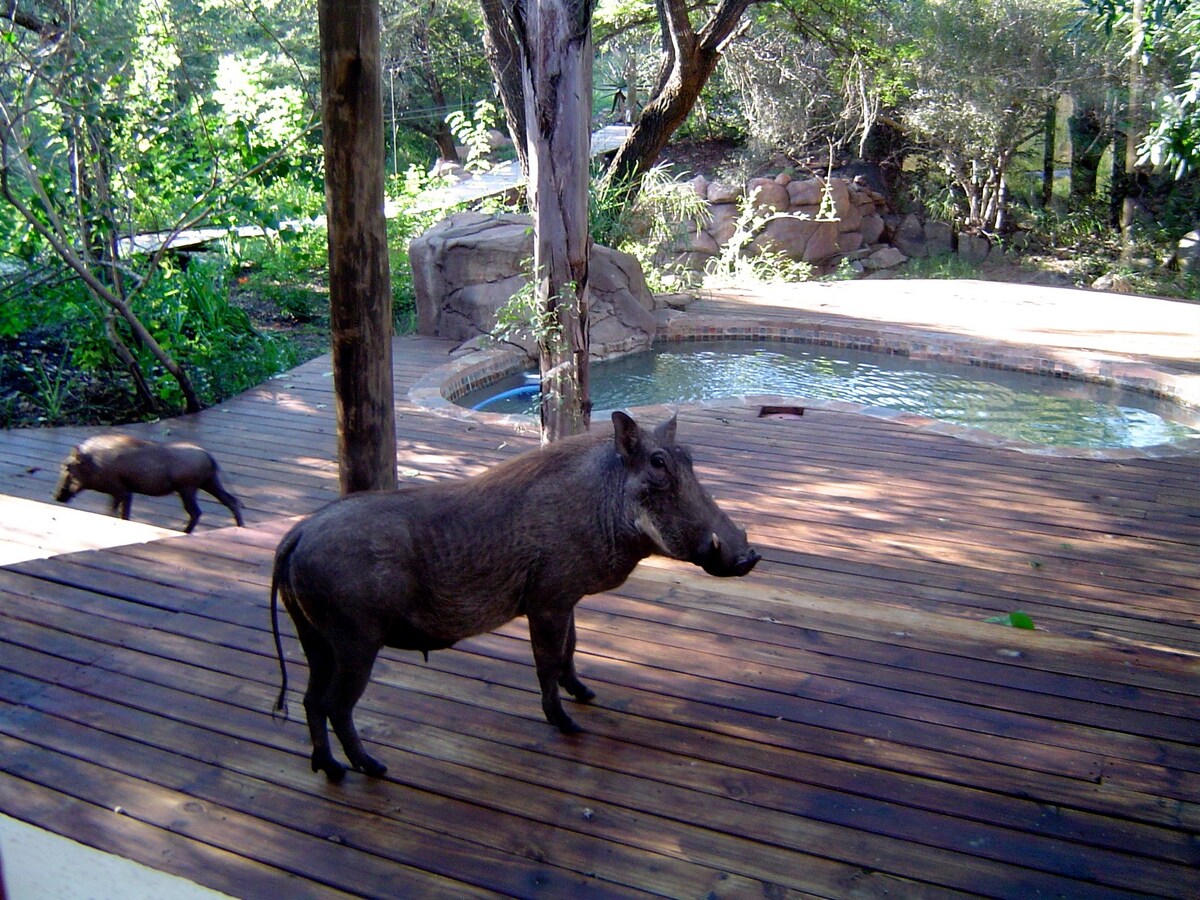 Two warthogs are visible in a natural outdoor setting, standing on a wooden deck that leads to a splash pool. Lush greenery surrounds the area, providing a serene backdrop.