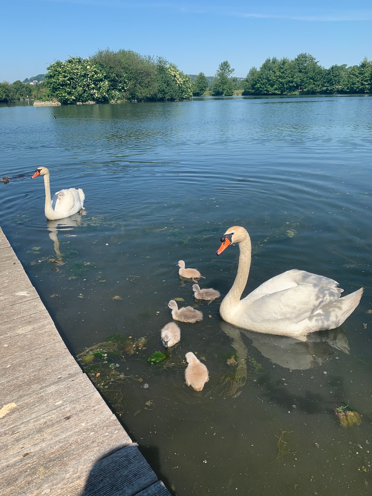 Two swans glide gracefully on calm waters, accompanied by five cygnets. The scene is framed by lush greenery along the shoreline under a clear blue sky, reflecting the serene atmosphere of the nature setting.