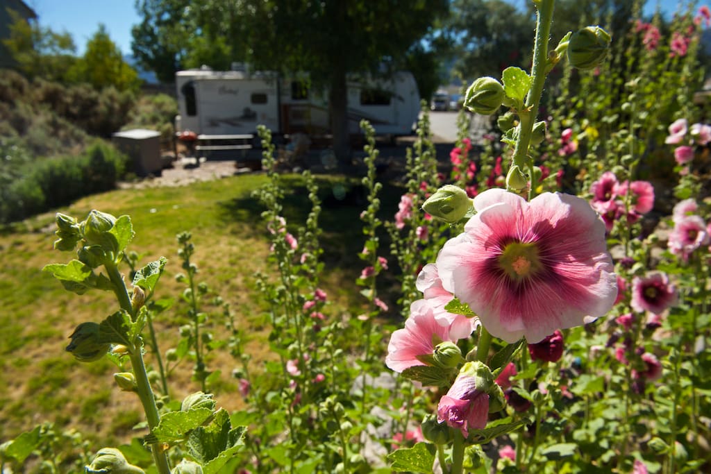 Blossom outside the camper