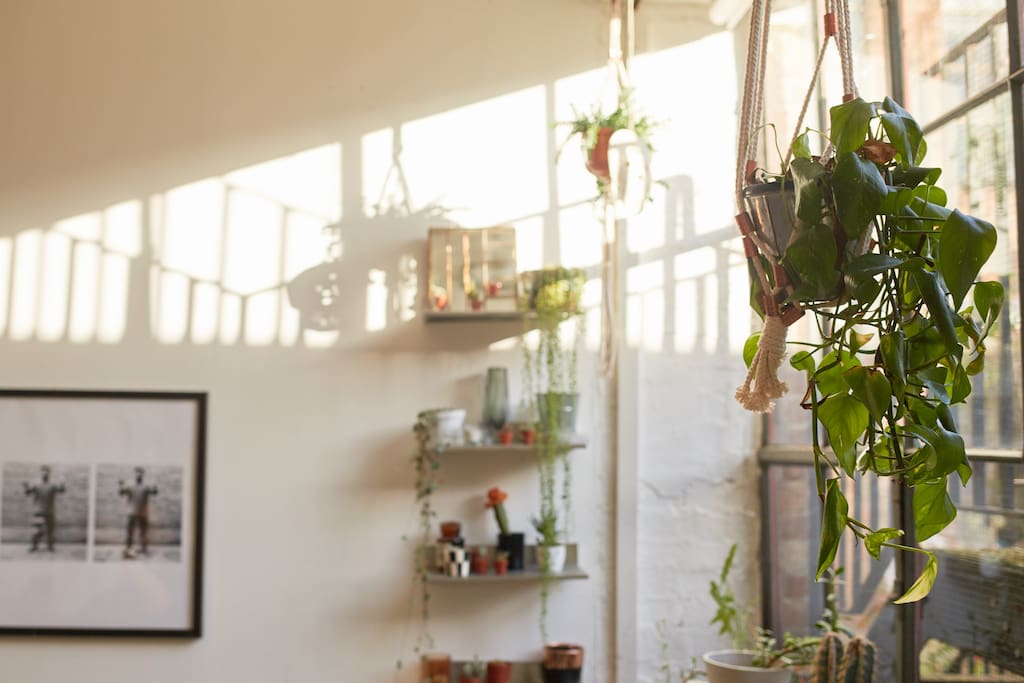 Plants