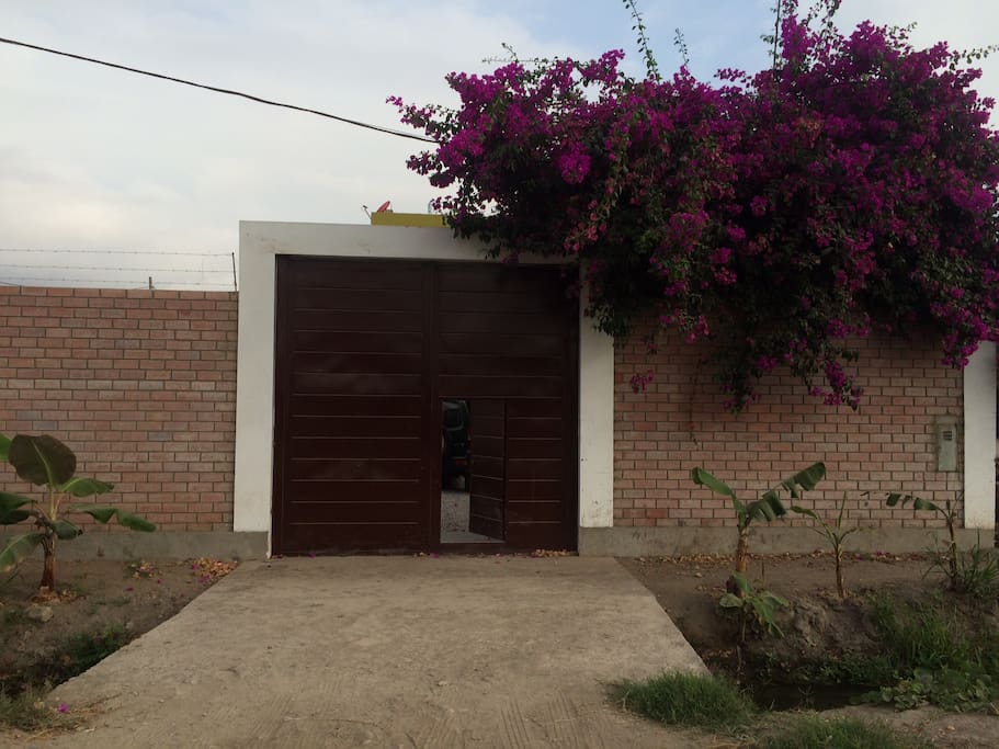 Bungavilla grande en la entrada