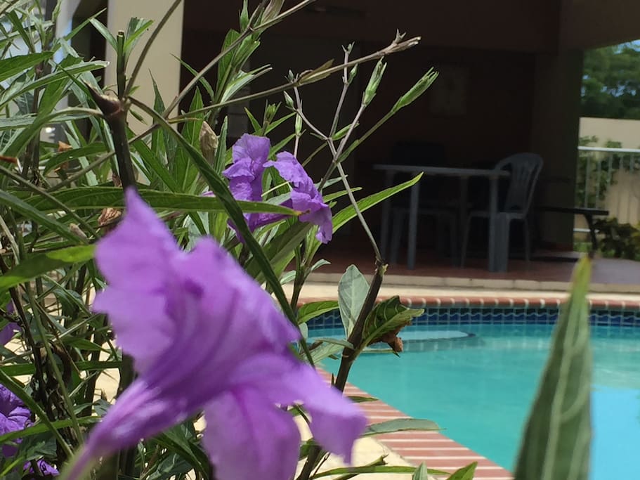 Another view of the pool